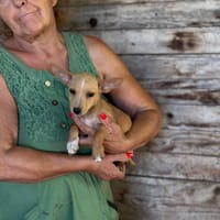 Becky, cane femmina da adottare
