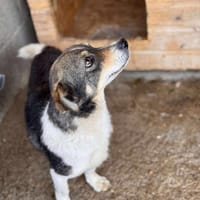 Moshi, chien à adopter