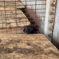 Tasha, chienne à adopter