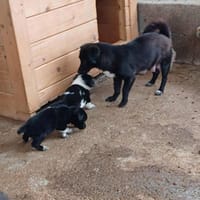 Tasha, chienne à adopter