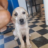 NOCCIOLINA  femminuccia, cane femmina da adottare