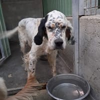 MIRTA simil setter, cane femmina da adottare