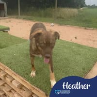 Heather, female dog to adopt