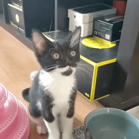 Ricotta, chat à adopter