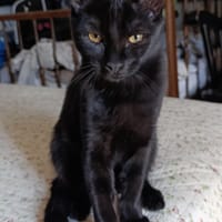 Luna, chatte à adopter