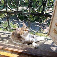 Clyde, chat à adopter