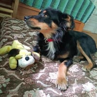 Zauberhafter Familienhund Rocky, Hund zur Adoption