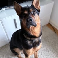 Morten 💗 wartet in 22305 Hamburg, Hund zur Adoption