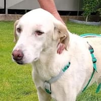 FONTINO - der letzte seiner Geschwister, Hund zur Adoption