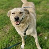 Freundliche Hündin Aria a.d. Tierschutz, Hündin zur Adoption