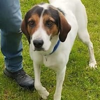 Tino - Zuhause mit ❤gesucht, Hund zur Adoption