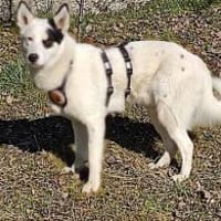 Idefix ist bereit für sein neues Leben!, Hund zur Adoption