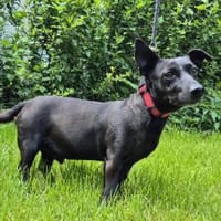 Eric, Hund zur Adoption
