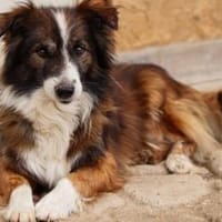 Wusel sucht seine zweite Chance!, Hund zur Adoption