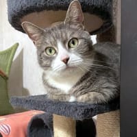 MARA - kleine Katze, große Chefin, Katze zur Adoption