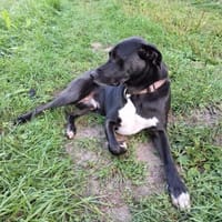 Jamie sucht sein Glück, Hund zur Adoption