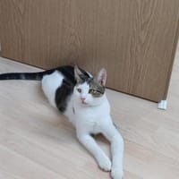 Lieber Paco sucht Zuhause mit Fluffy, Kater zur Adoption