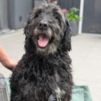 Xaver sucht freie Streichelhand, Hund zur Adoption