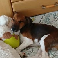 🐾❤ BEN SUCHT EIN ZUHAUSE ❤🐾, Hund zur Adoption