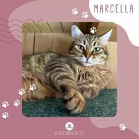 Schmusekatze Marcella möchte umziehen, Katze zur Adoption