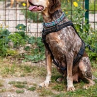Auf deutscher Pflegestelle: PATTY, Hündin zur Adoption
