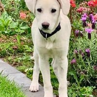 Yang sucht ihr für immer Zuhause, Hündin zur Adoption
