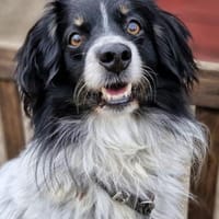 Baki, Hund zur Adoption