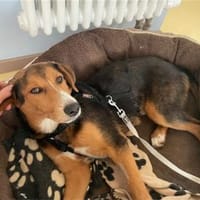 Anton - wartet in 01219 Dresden, Hund zur Adoption