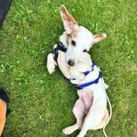 Klein DANILO 💙 sucht sein grosses Glück, Hund zur Adoption