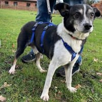Finn  wartet in 28779 Bremen, Hund zur Adoption