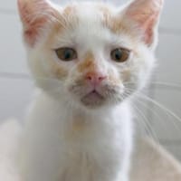 Katzenkind Maja, Katze zur Adoption