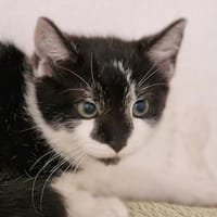 Katzenkind Lola, Katze zur Adoption