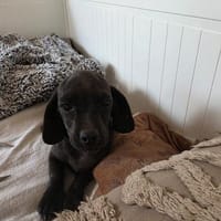 🐾❤ LUCY SUCHT EIN ZUHAUSE ❤🐾, Hündin zur Adoption