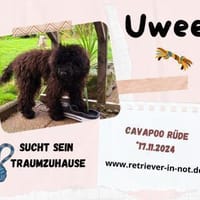 Uwee - Zuhause gesucht !, Hund zur Adoption