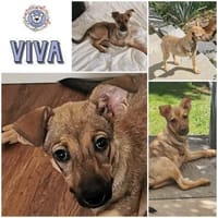 VIVA * fröhliches Dreibeinchen, Hündin zur Adoption