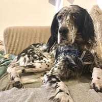 💜Lizia  bezaubernde Setterdame, Hündin zur Adoption
