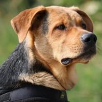 ARCO - traumhafter Jungrüde 🐶❤, Hund zur Adoption
