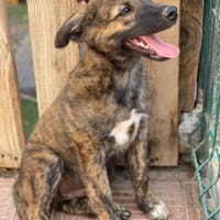 DENVER - zauberhafte Welpe 🐶💖, Hund zur Adoption