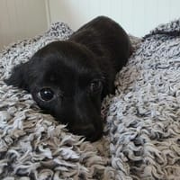 🌸🐾Lena SUCHT EIN  ZUHAUSE 🌸🐾, Hündin zur Adoption