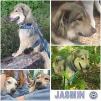 JASMIN -anhänglich & angenehm-, Hündin zur Adoption