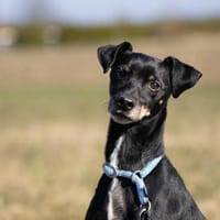Bodi - topfit und kinderlieb, Hund zur Adoption