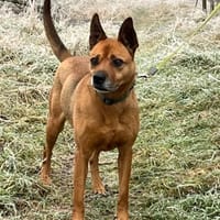 Hera - schön und voller Energie, Hündin zur Adoption
