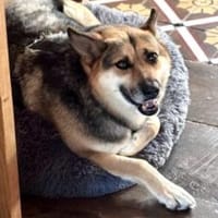 Lupa 54 cm (Pflegestelle), Hündin zur Adoption