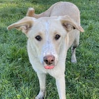 Anouk - die Sanftmütige, Hündin zur Adoption