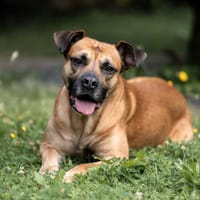 Pablo - ein Sonnenschein, Hund zur Adoption