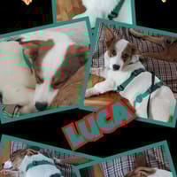 Süßer Luca wartet in 91278 Pottenstein!, Hund zur Adoption