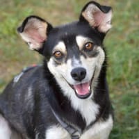 Nova - katzenverträglicher Familienhund, Hündin zur Adoption
