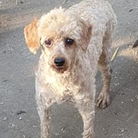 Lancelot in 33142 Büren °, Hund zur Adoption