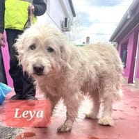 🐾❤ LEYA, geb. 04.05.2016 sucht Familie, Hündin zur Adoption