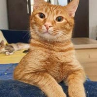 Lenny & Sunny suchen gemeinsam ihr Für-, Kater zur Adoption